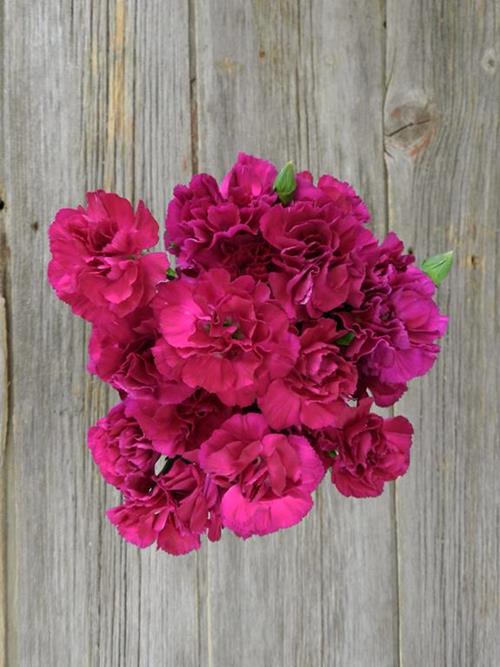 EPSILON VIOLET MINI CARNATIONS